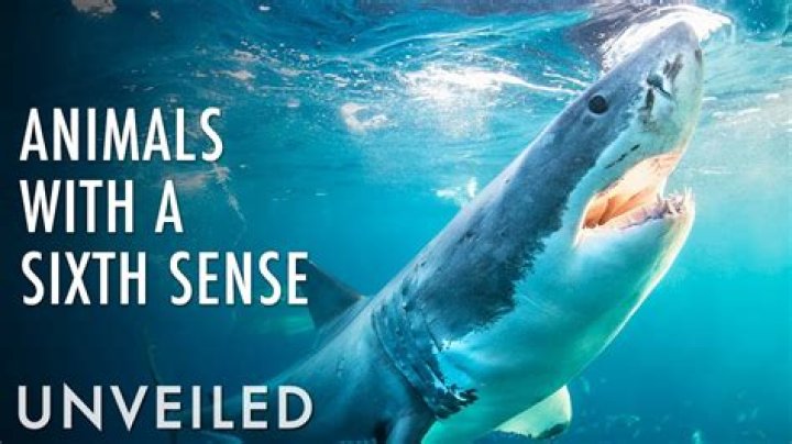 Amazing Animals With Sixth Sense