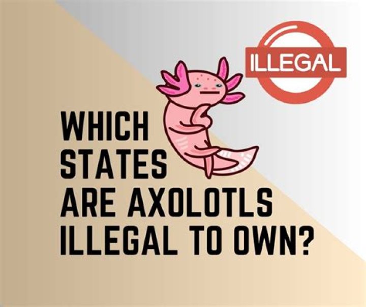 Are axolotls legal in hawaii