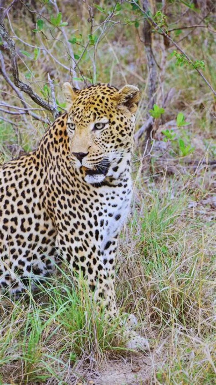 How many almonds a day