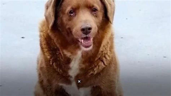 ¿Kyle es un perro? – Celebrity.fm