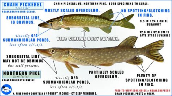 ¿Se casan Booth y Bones?