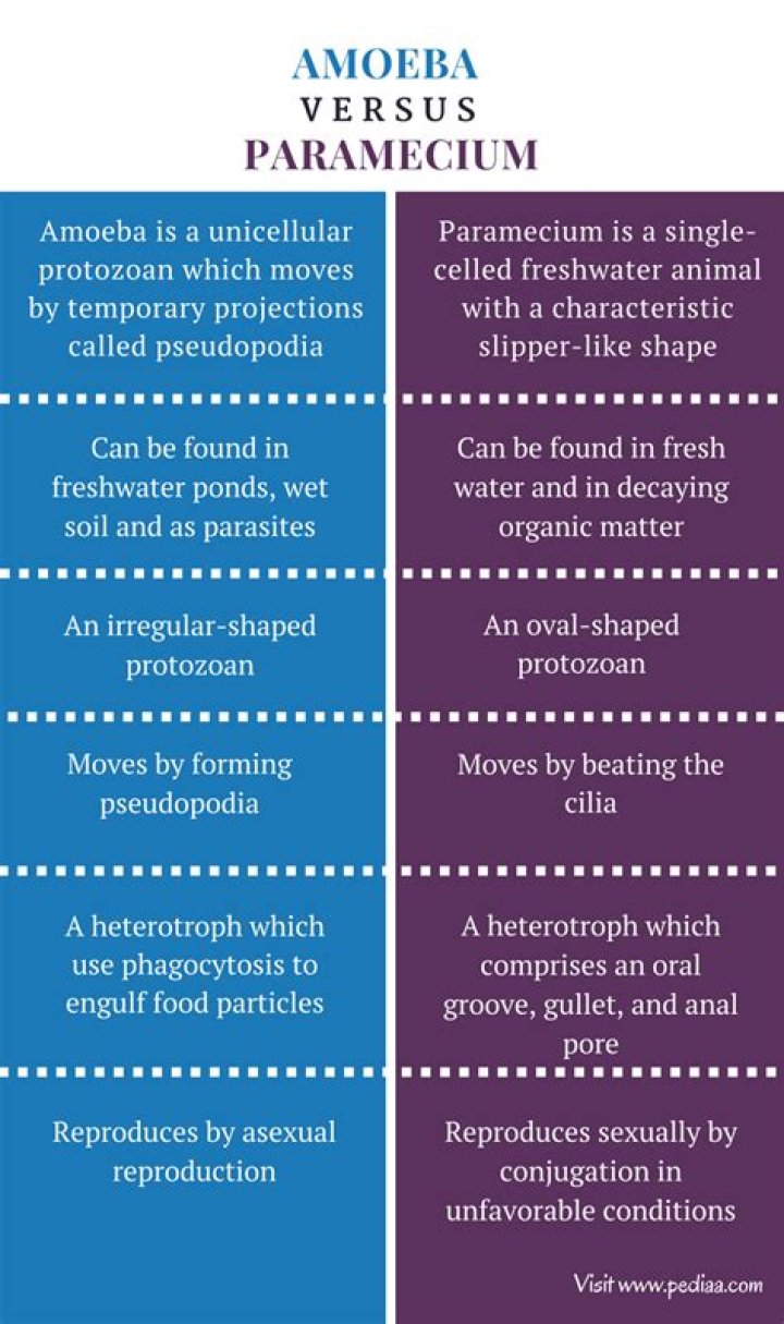 What are the similarities between amoeba paramecium and euglena