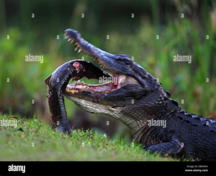 What do american alligators eat in the everglades