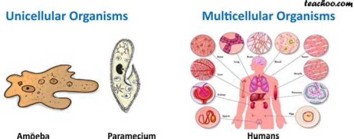What is the Difference Between Unicellular and Multicellular Organism
